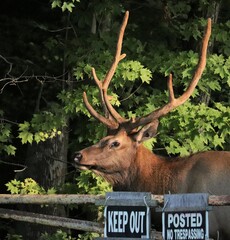 Bull Headed Male Bull Elk with Antlers Didn't Read the Signs