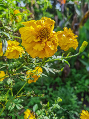 jardín silvestre flores 