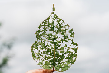 isolated image of an actinidia leaf with holes eaten by caterpillars