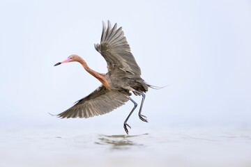 Closeup shot of a reddish egret flying over the still morning waves of the sea