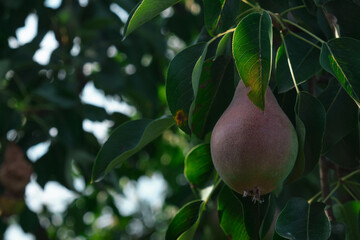 Unripe red pears Young tree Ripe fruit harvest hang on green branches against the blue sky