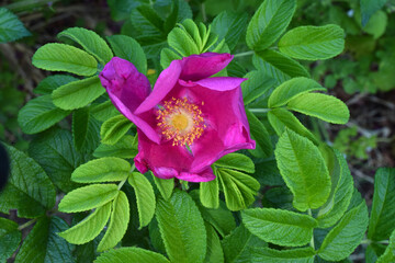 Beach Rose Bud Mandala 06