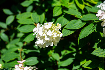 flowers  in vase  surrounded by green leafs