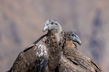 Shallow focus shot of two Andean condors with blur background