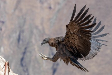 Beautiful shot of flying Andean condor about to land with blurred background