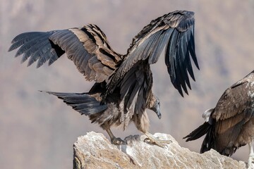 Back shot of an Andean condor on rocky edgy and ready to fly
