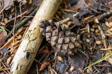 View of a pine cone laying among sticks and dry leaves