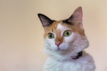 close up portrait of a cat