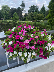 Fototapeta na wymiar View of beautiful flowers on bridge over water