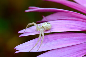 Crab Spider Echinacea 02
