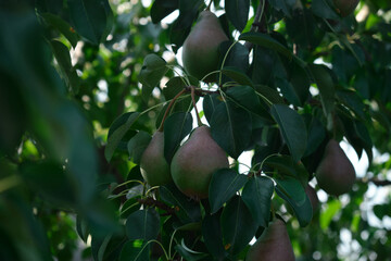 Unripe red pears Young tree Ripe fruit harvest hang on green branches against the blue sky