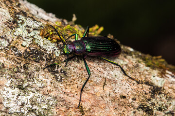 coloured beetle in a tree macro insects