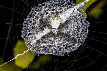 spider in a net at night