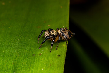 Jumping spider in a leaf costa rica