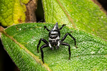 Jumping spider in a leaf costa rica