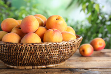 Many fresh ripe apricots in wicker bowl on wooden table against blurred background