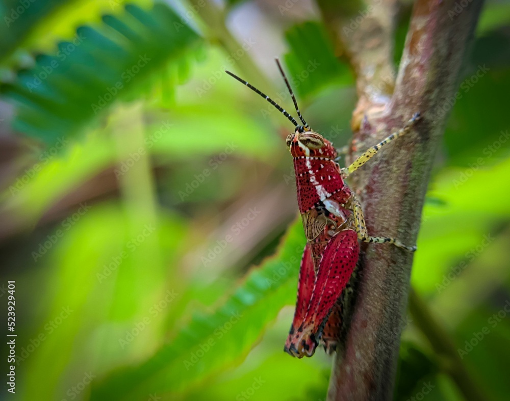 Poster red grasshopper on a tree