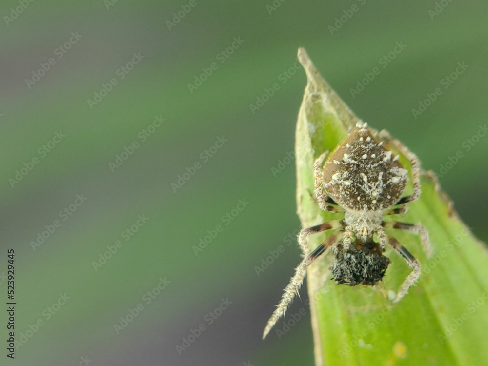 Sticker macro of a bolas spider on a green leaf