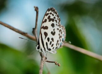 Common Pierrot butterfly (Castalius rosimon) on a tree branch - obrazy, fototapety, plakaty