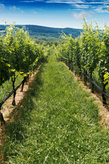 Fototapeta na wymiar Rows of ripe wine grapes plants on vineyards of Virginia
