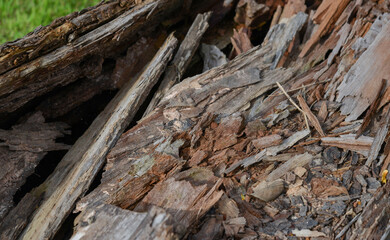 Rot on dead wood, natural textured detail on spruce trunk