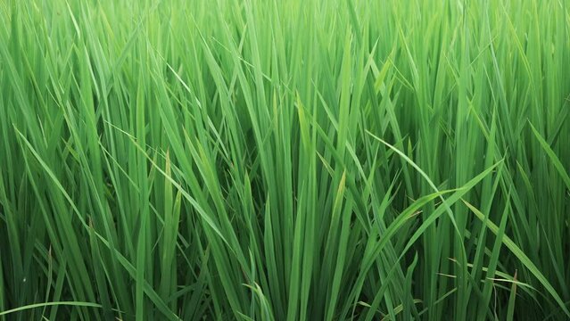 夏の田んぼの稲のクローズアップ