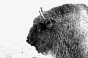 Foto op Plexiglas Closeup grayscale shot of a bison from side on white background © Wirestock Creators