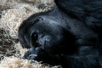 Closeup shot of a black gorilla sleeping on straws © Wirestock Creators