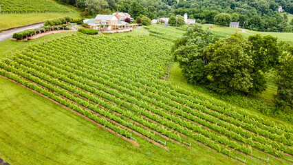 Rows of wine grapes plants on vineyards of Virginia in the suburbs of Leesburg. Wine farm and...