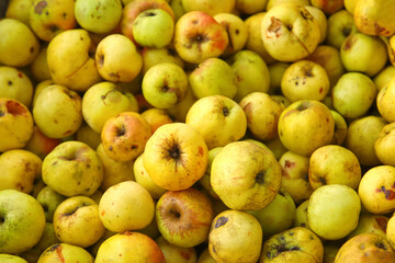 Defocus many yellow fruits background. Green apple texture, lots of green apples. Apples storage. Bunch of green delicious apples in a box in supermarket. Out of focus
