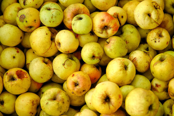 Defocus many yellow fruits background. Green apple texture, lots of green apples. Apples storage. Bunch of green delicious apples in a box in supermarket. Natural. Out of focus