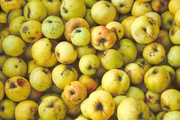 Defocus many yellow fruits background. Green apple texture, lots of green apples. Apples storage. Bunch of green delicious apples in a box in supermarket. Natural and organic. Out of focus
