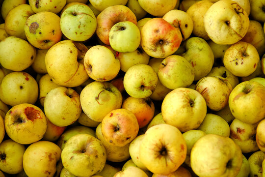 Defocus Many Yellow Fruits Background. Green Apple Texture, Lots Of Green Apples. Apples Storage. Bunch Of Green Delicious Apples In A Box In Supermarket. Natural. Out Of Focus