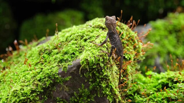 Seen looking at the ant passing by while it is on a mossy rock then suddenly climbs on top, Brown Pricklenape Acanthosaura lepidogaster, Khao Yai National Park.