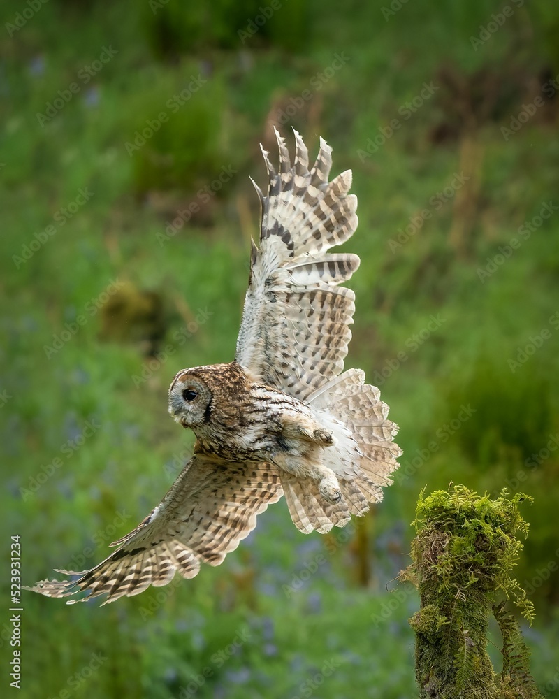 Poster vertical shot of a barred owl hovering on the background of a forest
