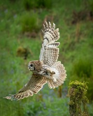 Vertical shot of a barred owl hovering on the background of a forest