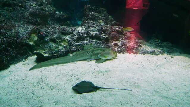 The zebra shark, or Stegostoma tigrinum, is a species of carpet shark of the family Stegostomatidae found swimming alongside other fish and sting rays in the aquarium in Singapore.