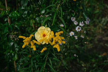 Bright yellow rose in summer garden green leafs background