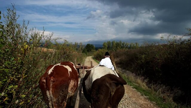 Romanian peasants go by oxcart 11