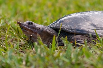 Closeup shot of a Florida softshell turtle (Apalone ferox) on the grass