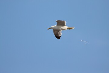 Seagull dropping a poop while flying in a blue sky with wide open wings