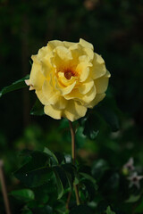 Bright yellow rose in summer garden green leafs background