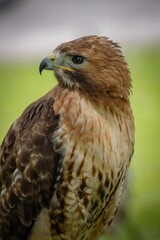 Brown falcon looking at the side with bokeh background