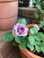 pink roses in a pot
