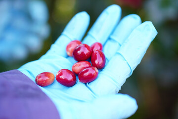 Plantation red coffee bean farmer hands ripe harvest in Garden farm. Close up hand harvesting green red yellow bean Robusta arabica Coffee berries leaf tree Plant in Brazil Ethiopia Vietnam Country