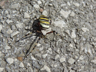 Wasp spider on the ground close up