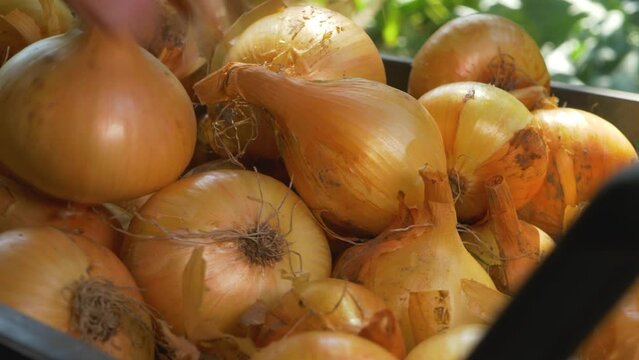 Fresh organic ripe onion background. Harvest vegetables. Spicy culinary ingredient, healthy eating