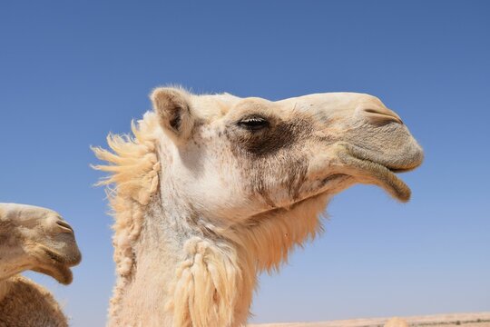 Camel at the Wadi Dahek Nature Reserve located in the North-Eastern Badia