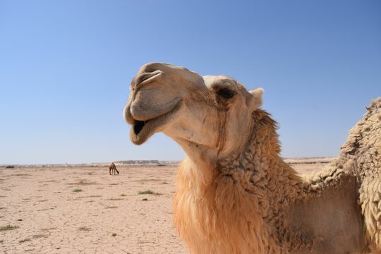 Camel at the Wadi Dahek Nature Reserve located in the North-Eastern Badia