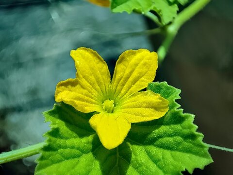 Closeup Of A Yellow Spiny Gourd Flower